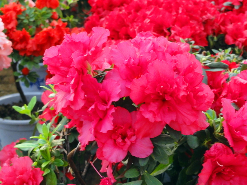 杜鹃花叶子越长越小是怎么回事呢,杜鹃花叶子发红株型越来越小