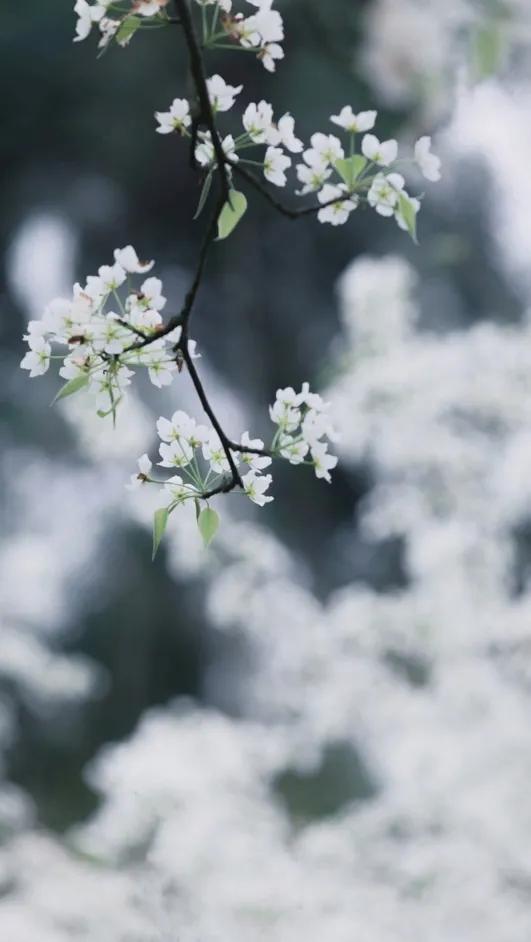 携一身梨花香，可染满室清甜