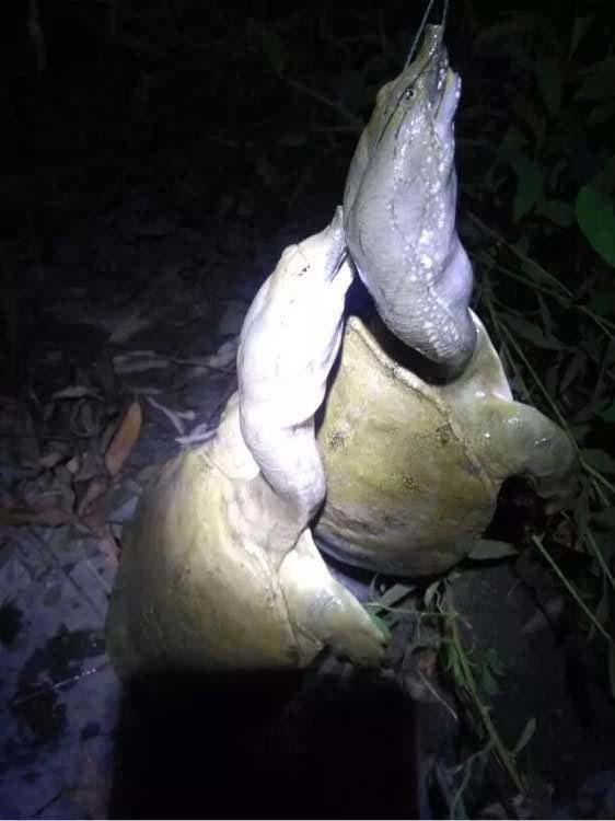 猪肝钓甲鱼真有那么神奇吗,猪肝钓甲鱼放在水里几个小时有效