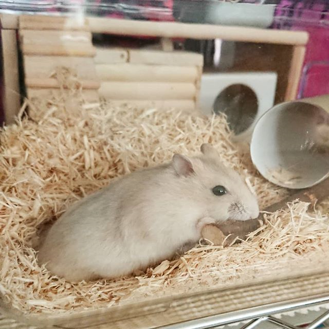 仓鼠怎么防止撕咬笼子窝,仓鼠爱咬其他鼠怎么办