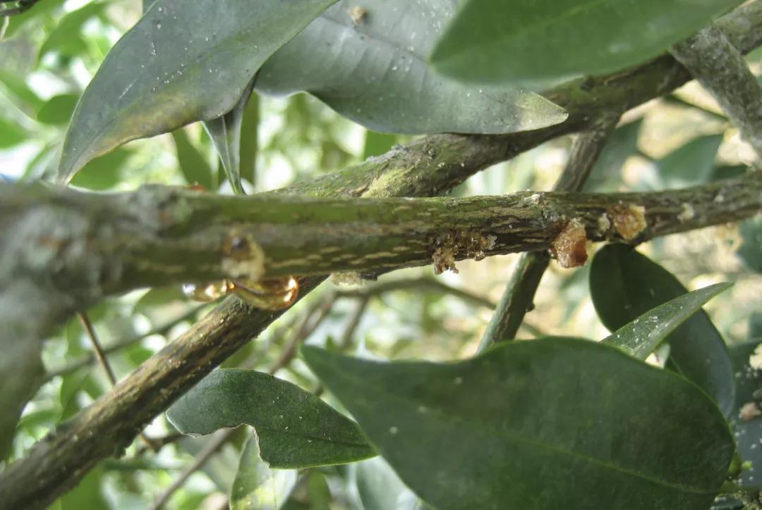 果树有流胶病怎么办,果树为什么要流树胶