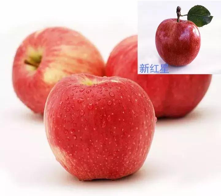 吃了这么多年的苹果竟然吃错了,好吃的苹果都有哪些品种