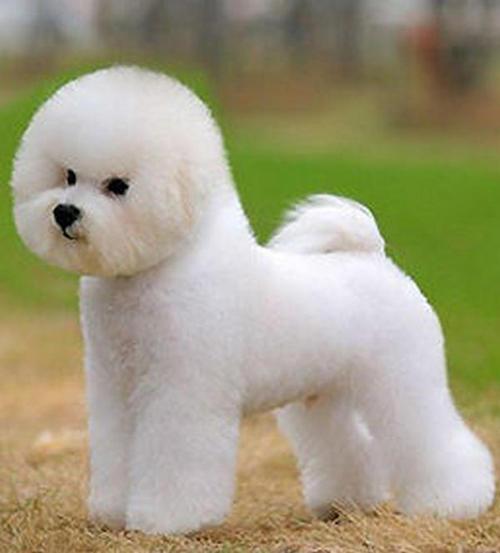 小白熊犬怎么养,比熊犬怎么养新手看这里