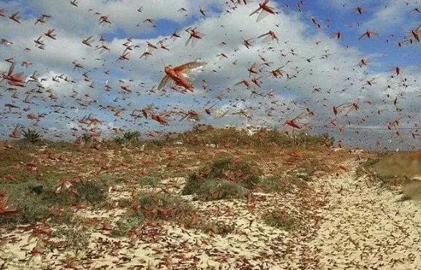 蝗虫为什么会出现蝗灾,蝗虫为什么会进化成这个样子