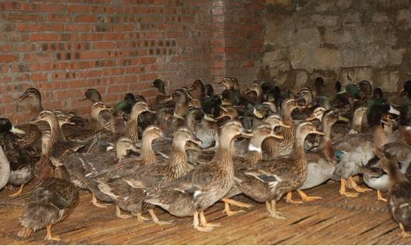 鸭子肠道有问题怎么治,鸭肠道疾病治疗方法