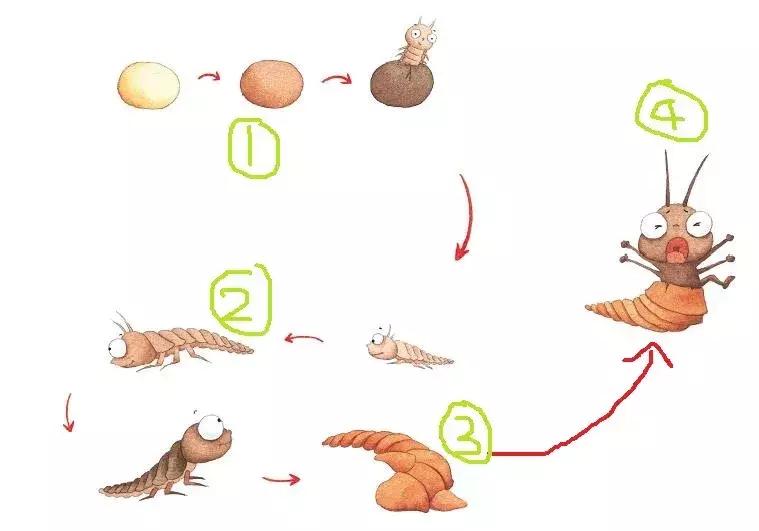 你原来是这样的萤火虫，估计老师们也很少知道！