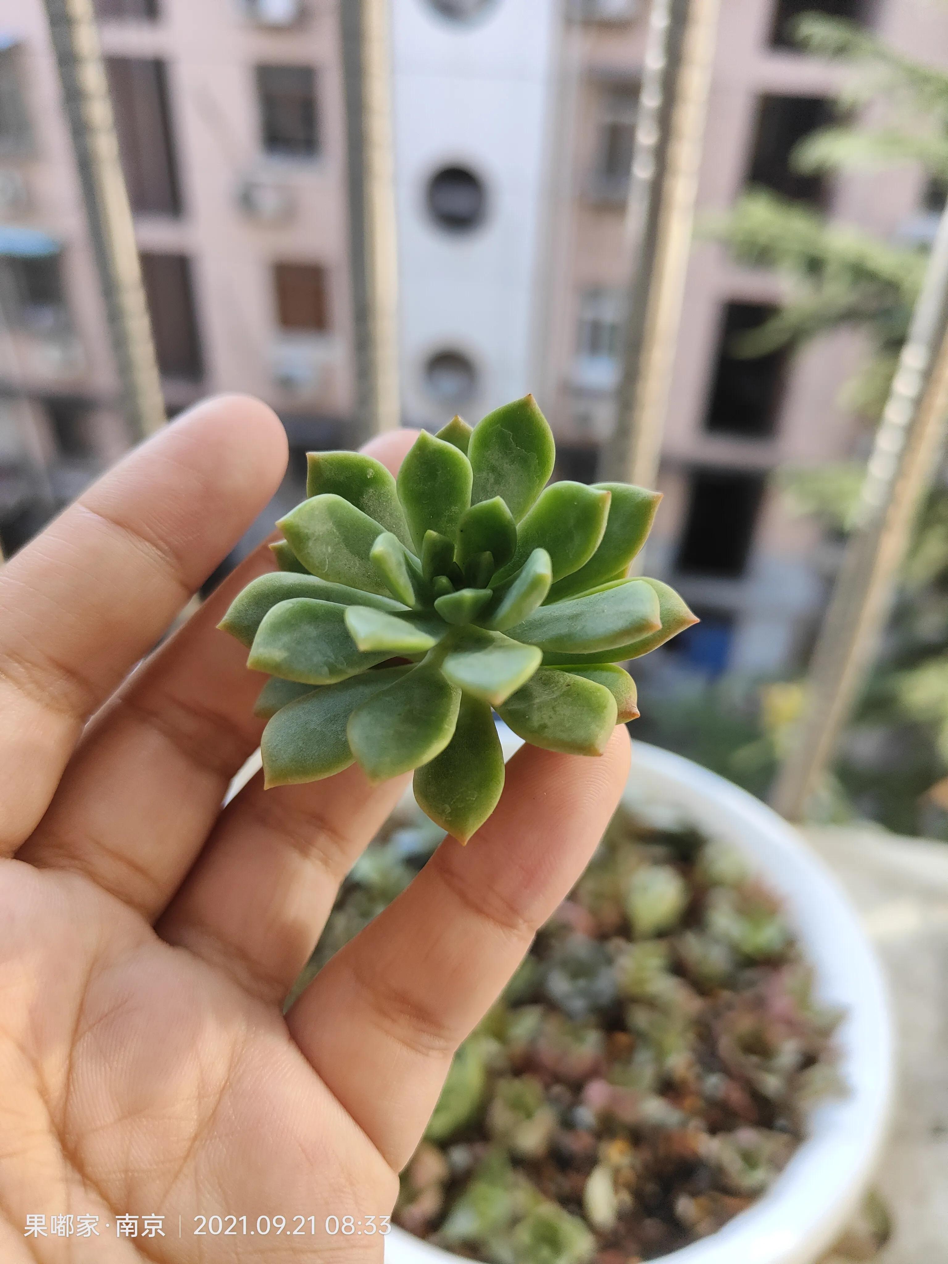 肉肉们比咱们想象中的坚强多了