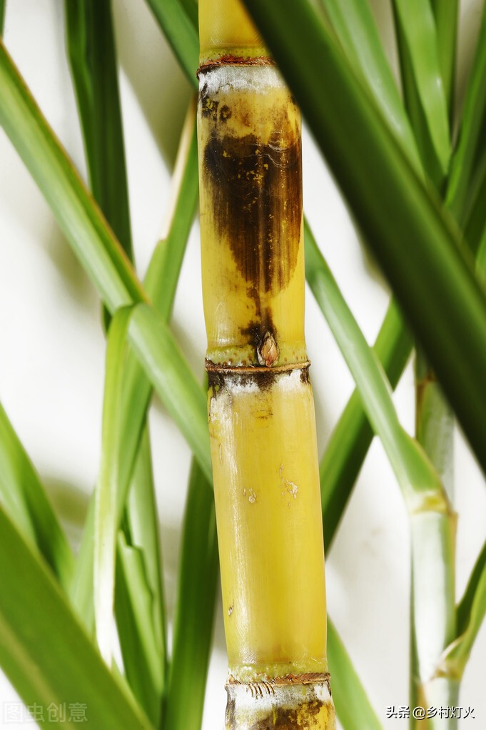 甘蔗出现红色的是什么原因,甘蔗断面有红丝