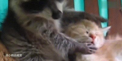 国外浣熊撸猫成瘾，一天不撸浑身难受，已经是老司机了