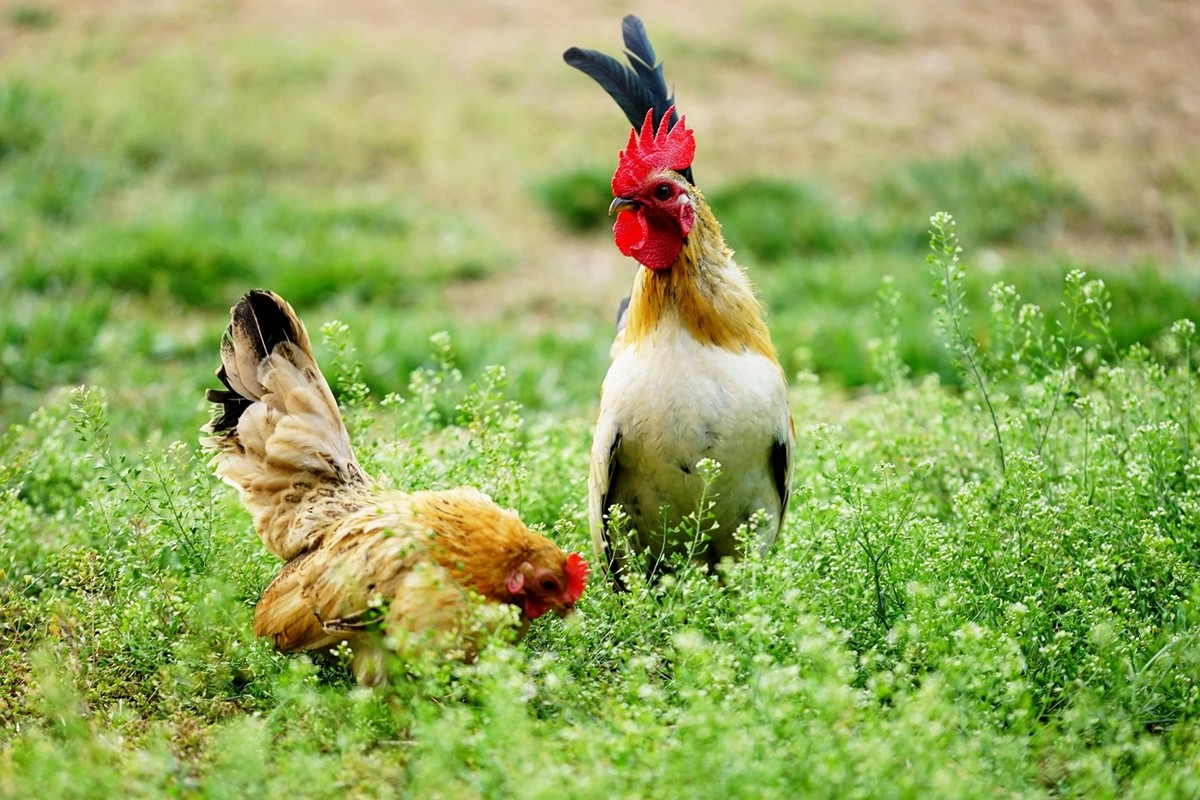 非典型性新城疫，私藏用药总汇。（必读）
