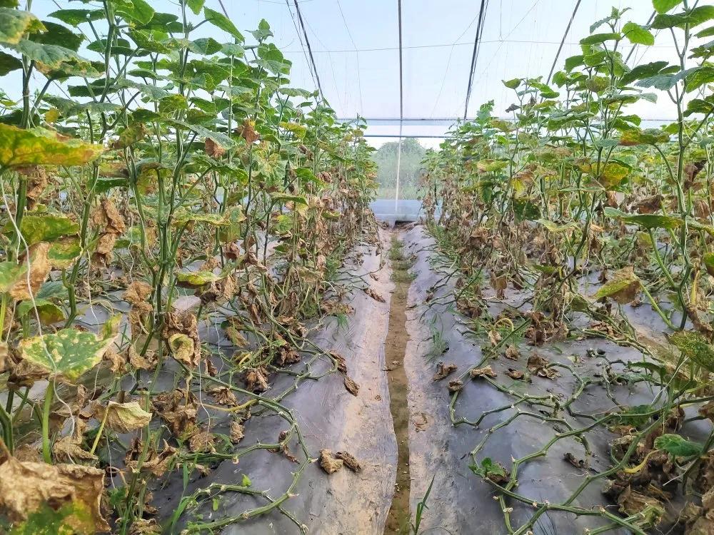 夏天大棚黄瓜防止化瓜方法,瓜类蔬菜怎么处理