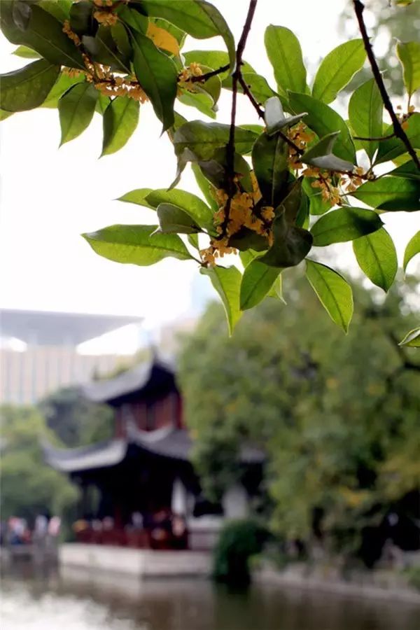 中国十大名花你认识几种呢,中国十大名花你喜欢哪种呢
