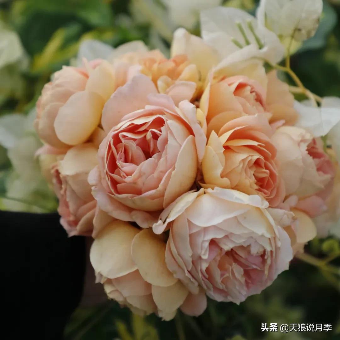 不容易，天狼自育终于打折了！空蒙只要50不到！