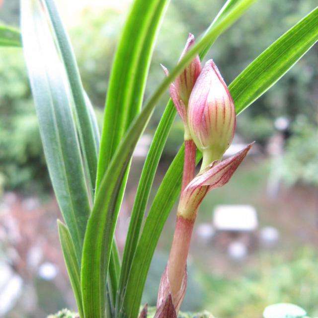 中考关联词语有哪些大全,中考词语搭配专项训练及解析