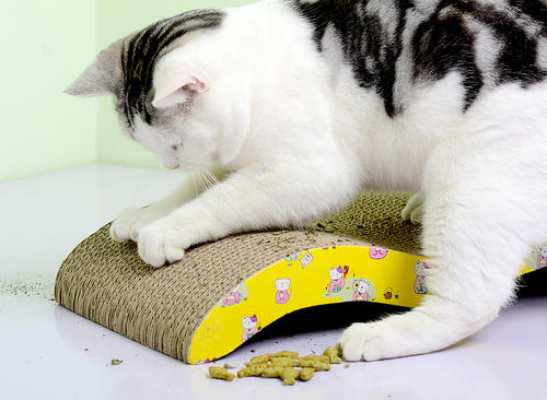 猫咪为什么频繁的去挠地上,猫咪为啥要挠爪子