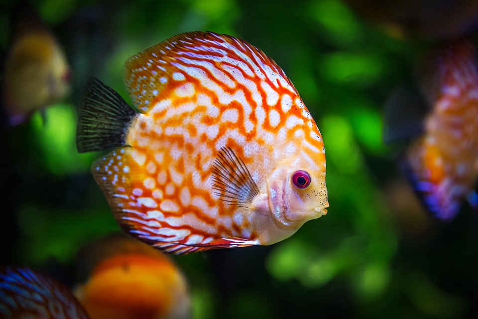 em菌的在水产养殖中的作用和功能,观赏鱼养殖用em菌方法