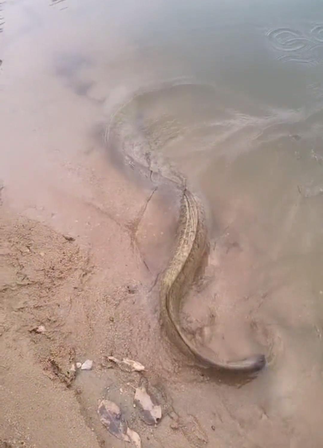 放生大量泥鳅,12斤泥鳅放生视频