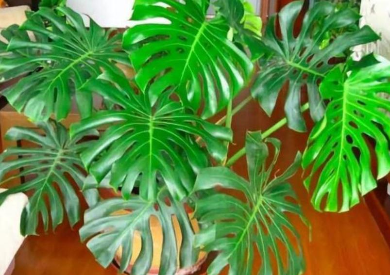 室内能吸毒的花,卧室里适合养的吸毒花