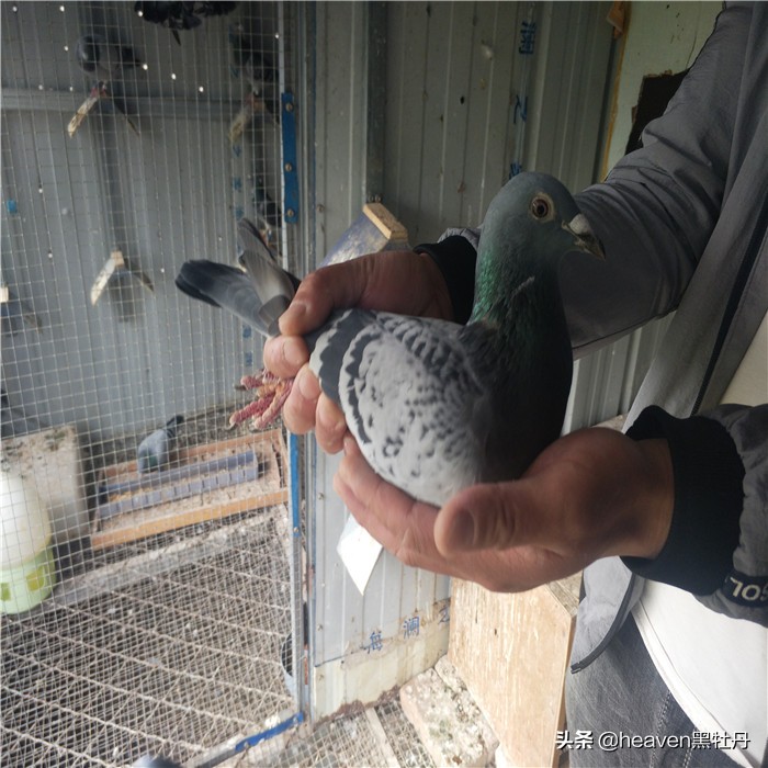 赛鸽如何防天落鸟,当鸽子遇到危险它会不会向人求救