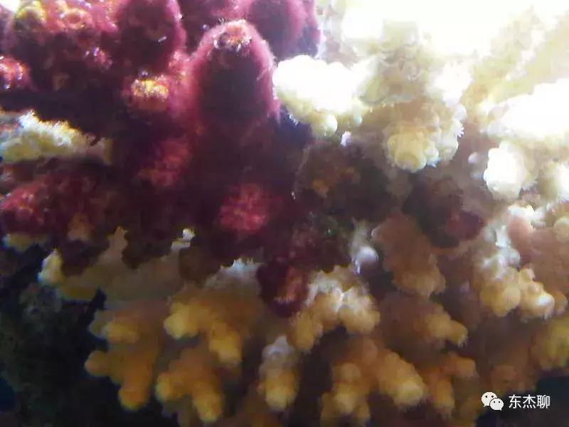 海水缸活石爆绿毛藻怎么处理,鱼缸里的绿毛藻怎么处理