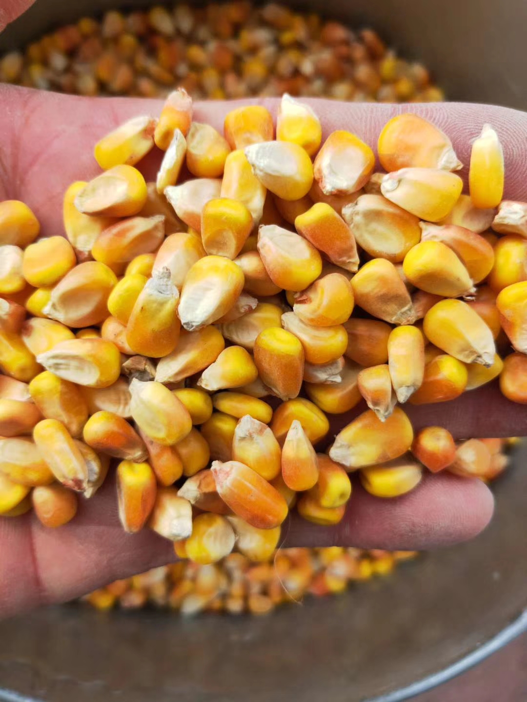 鸡肝脏破裂什么原因引起,鸡肝脏肿大是什么原因