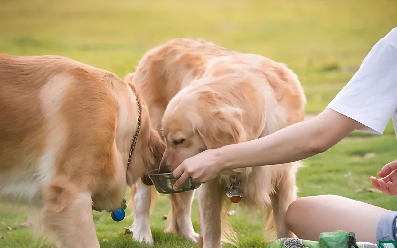 狗狗挑食特别严重怎么办,狗狗挑食最多能饿几天