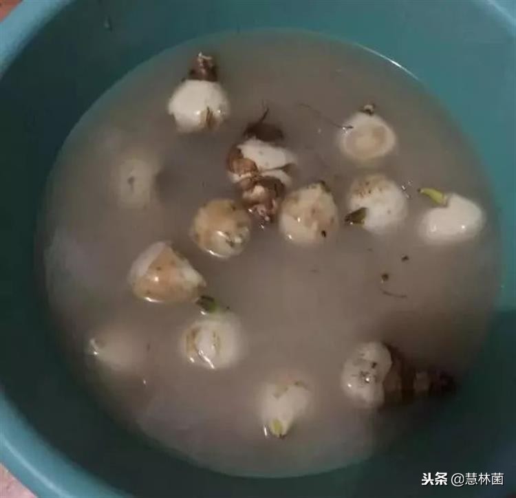 风信子水培小窍门,风信子水培方法教程