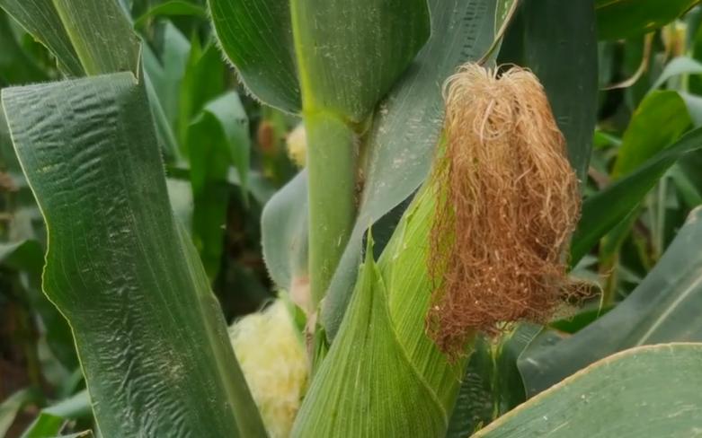 玉米锈病影响下茬小麦怎样解决,玉米锈病危害