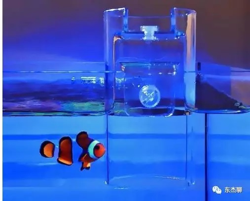 海缸极低营养盐,容易养的海缸珊瑚