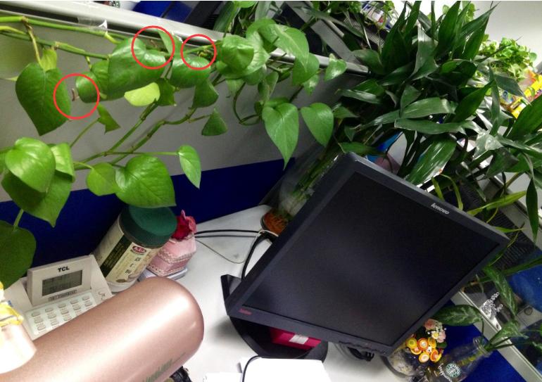 绿萝气生根,绿萝气生根快速长藤