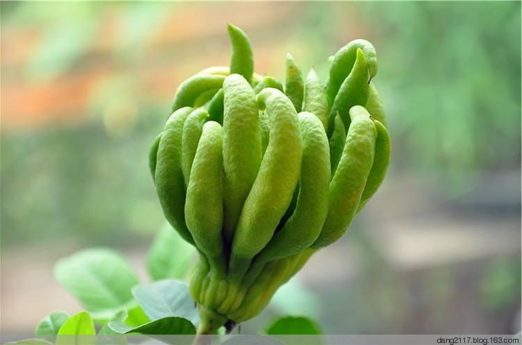 金佛手盆栽如何修剪,千指佛手和金佛手哪个品种好