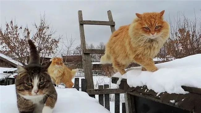看看俄罗斯猫有多彪悍，徒手斗狗熊，单脚撕野狼！你是大佬我服了