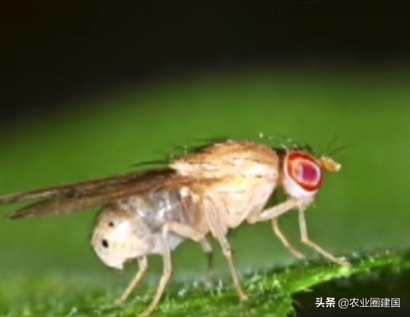 果蝇消灭干净小妙招没有洗洁精,果蝇太多怎么消灭最快最有效