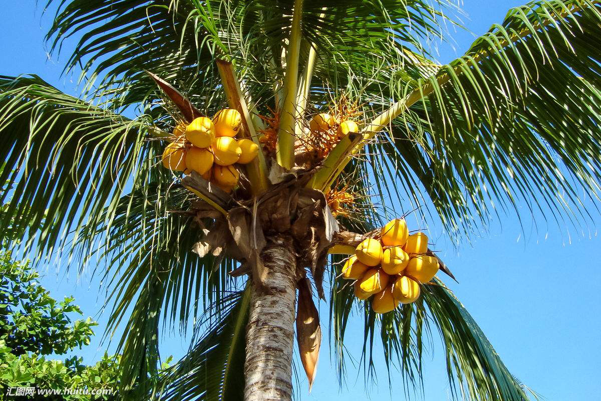 椰根,中药材甘蔗根