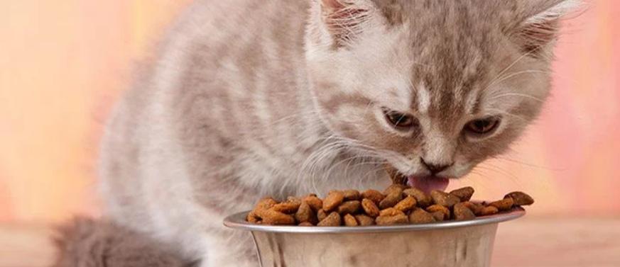 辟谣别再相信猫咪养不熟,辟谣猫咪并非黑夜都能看得清