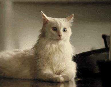 猫咪洗耳朵很不配合怎么办,生理盐水可以给猫咪洗耳朵吗