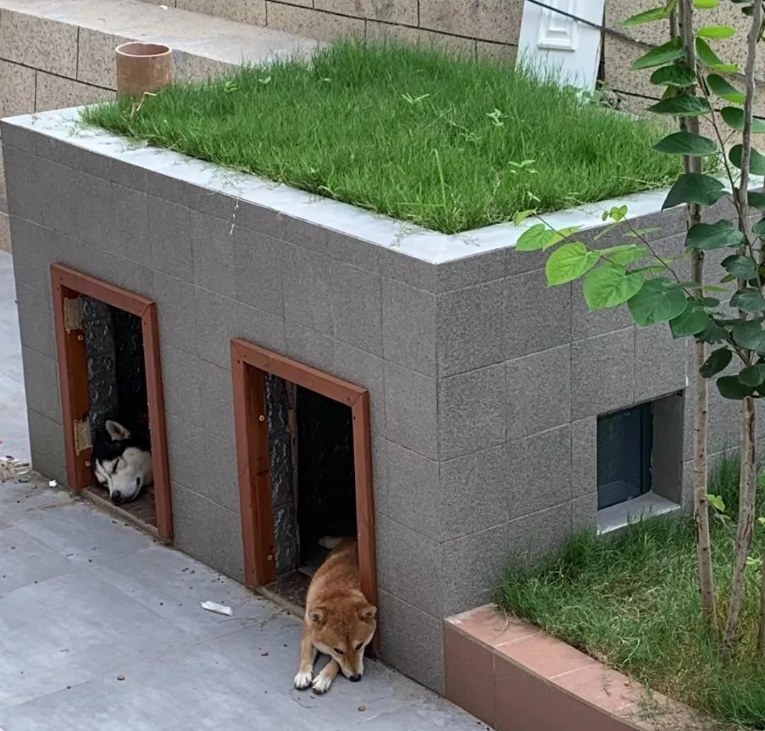 35000元造狗窝,22万打造的狗窝