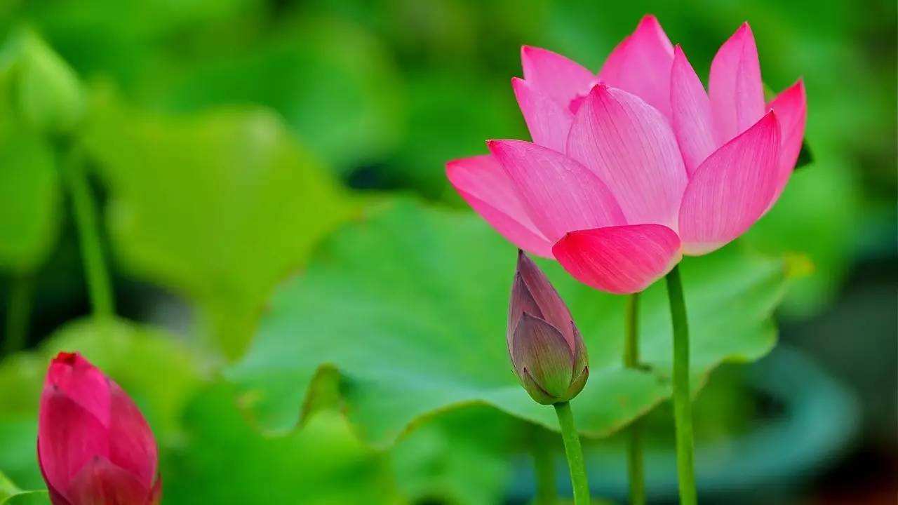 描写夏天很热的诗句和句子,40首清凉诗词送你一夏清凉