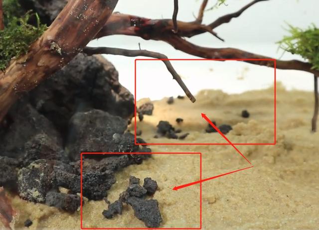 莫斯树到底好不好,莫斯树是什么