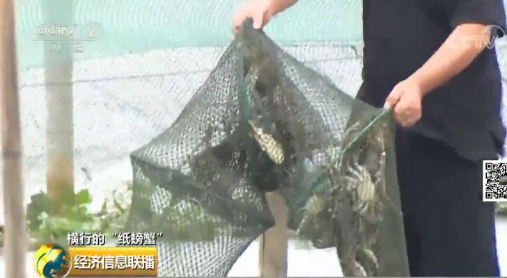 一只螃蟹没卖净赚100元,一只螃蟹没卖每张蟹券净赚100