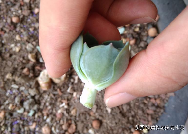 你有没有养过白玉蜗牛,你有没有曾经养过宠物