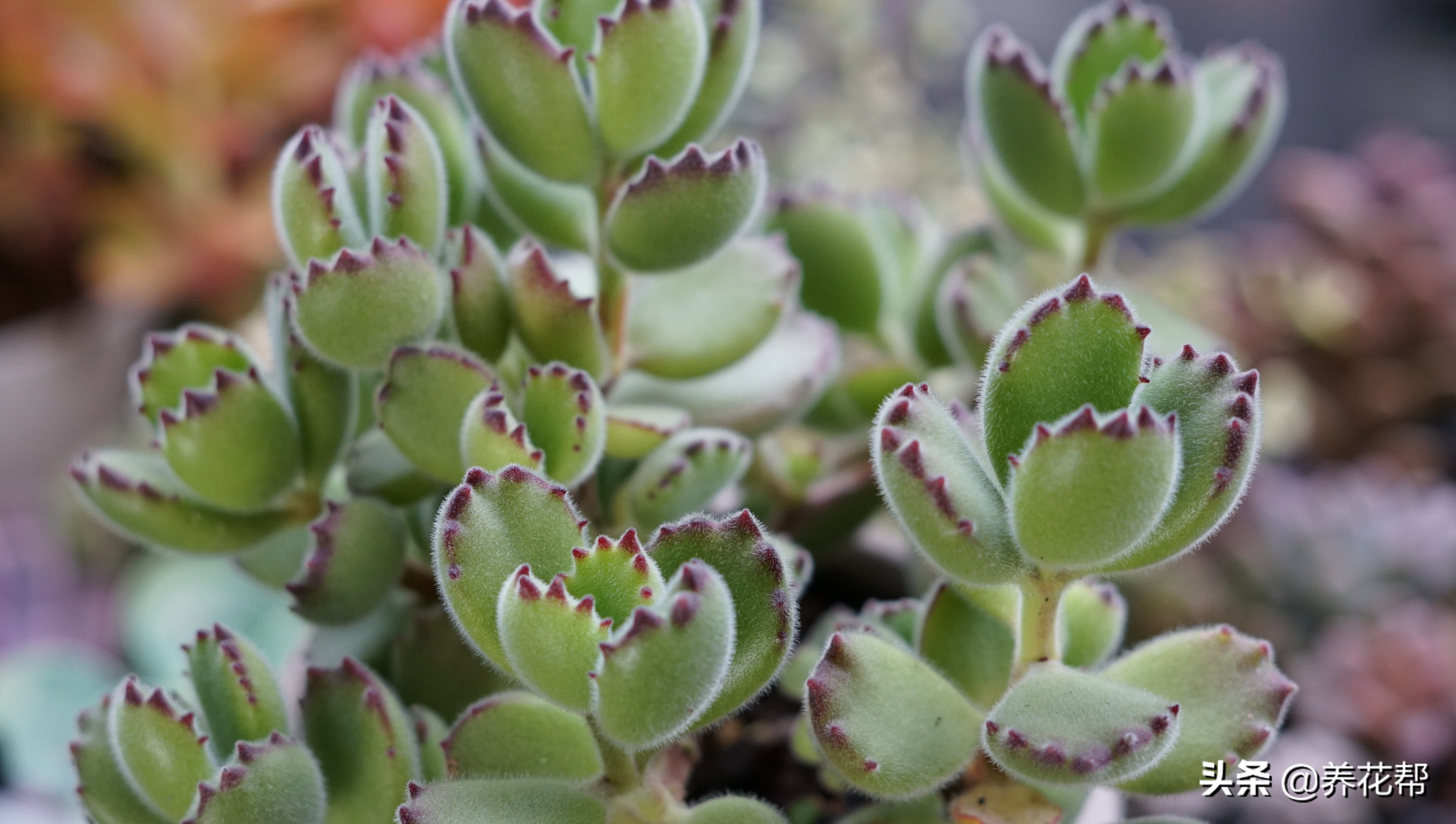 多肉熊童子出态势,多肉熊童子太茂盛了怎么办