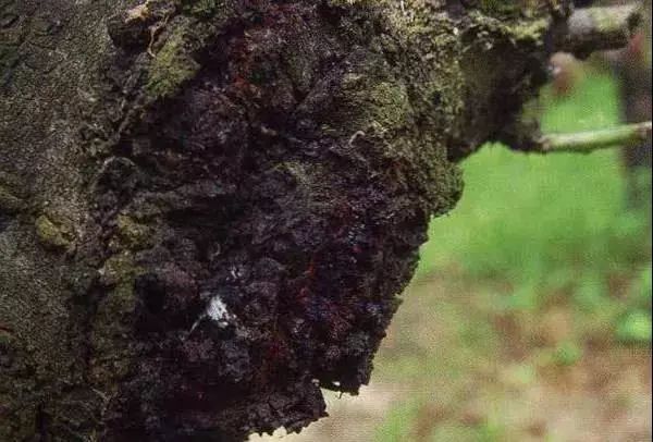 桃树叶片发黄常见原因及解决措施