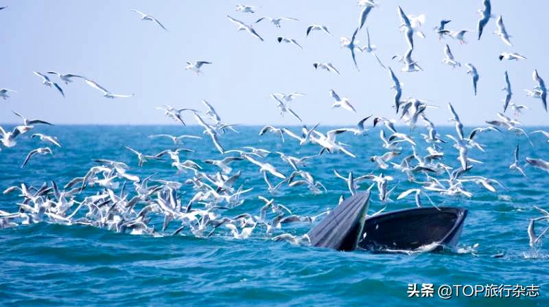北海游玩观鲸,广西观鲸