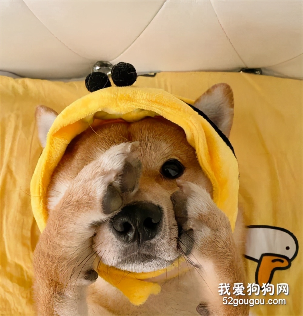 狗狗睡觉时抽搐是怎么回事,狗狗睡觉突然抽搐是什么原因