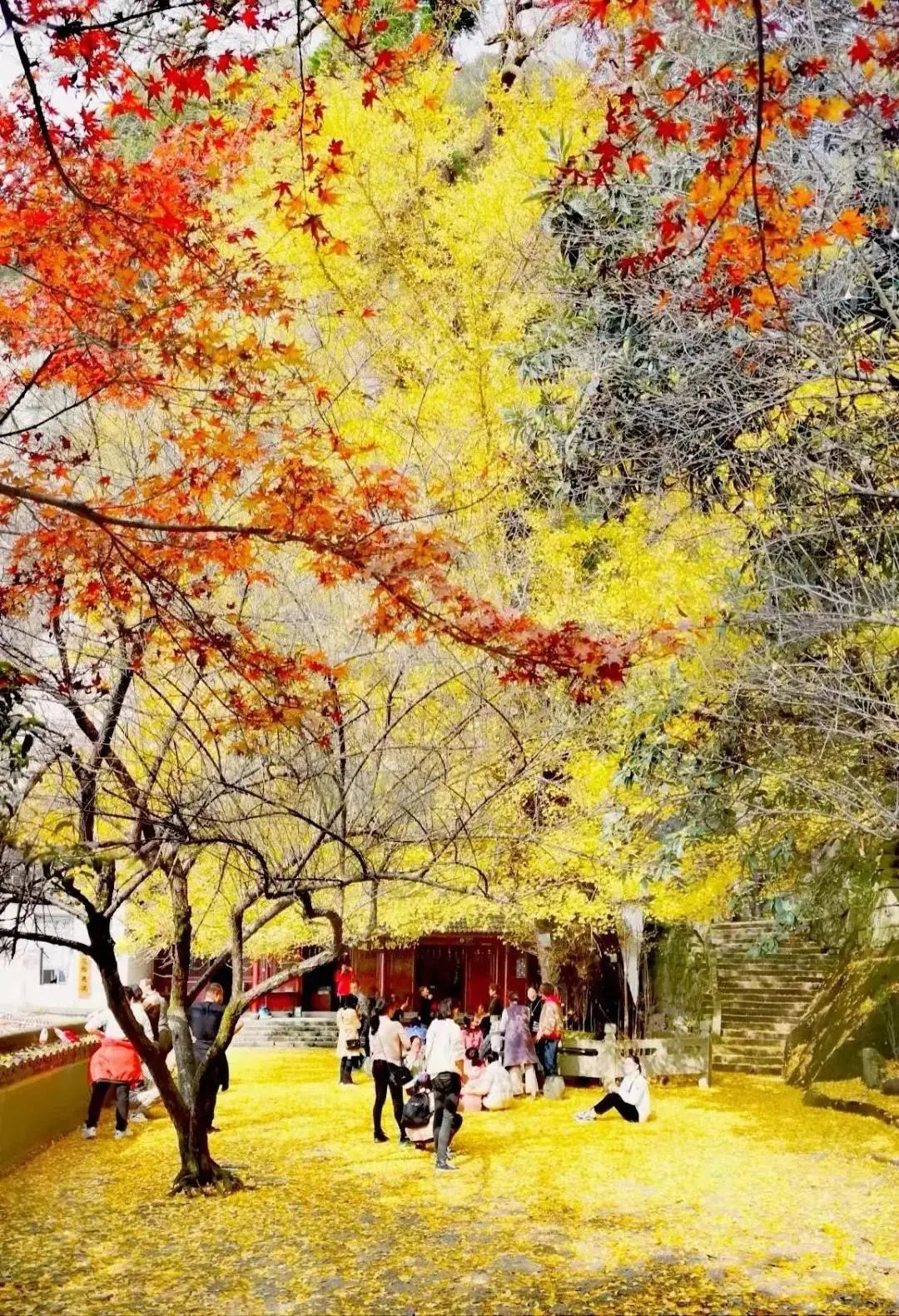 满地尽是黄金叶！来余杭及周边这几个地方，享受限定的初冬浪漫吧