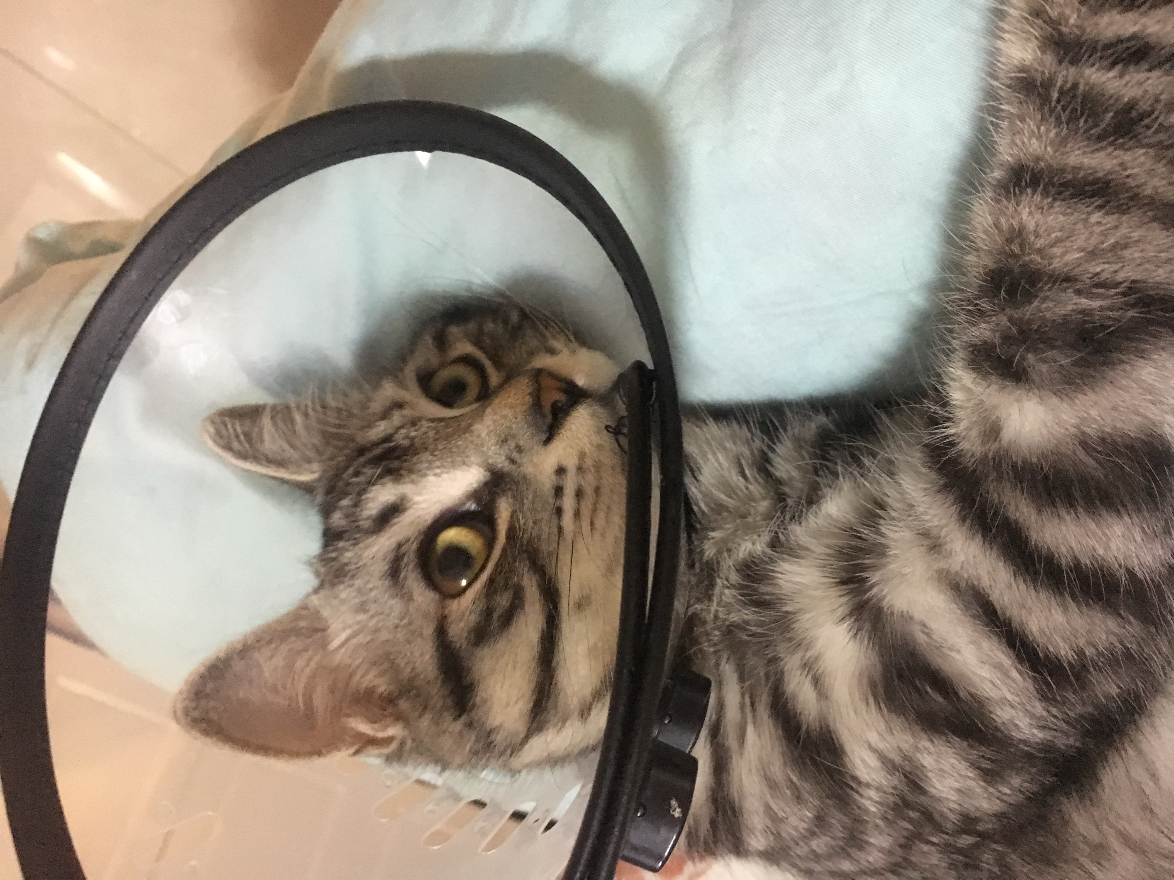 猫咪被“割蛋蛋”后，7天不理主人：如果重来，我会...
