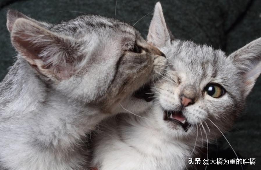 抓住猫脖子后果,抓住猫脖子为啥会蹬脚