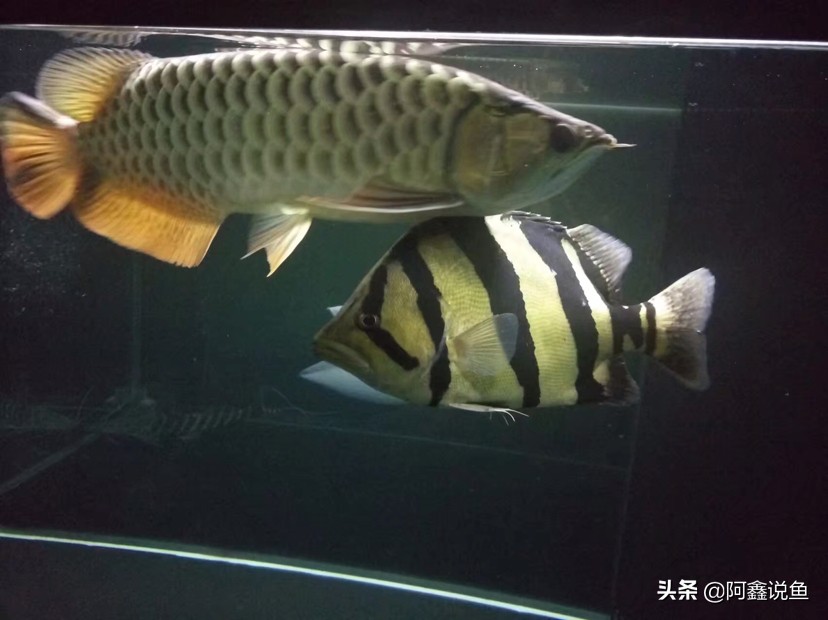 红龙蒙眼用什么药最好,红龙蒙眼很厉害怎么办