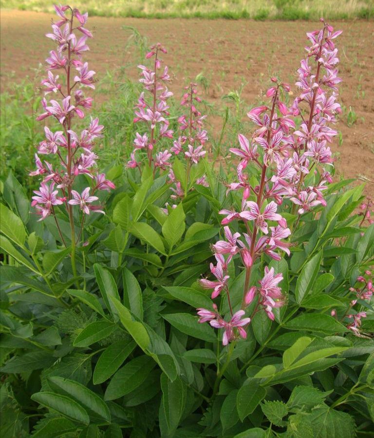 每日中药,中药白鲜皮是什么意思